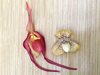 Paphiopedilum 